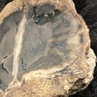 Petrified Wood Fossil Slab Cross Section Slice Specimen Face Display — photo 2