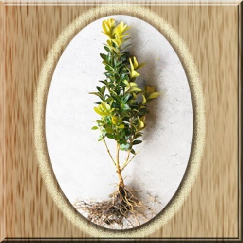 10 Green Mountain Greenmountain Boxwood Buxus 8"-10" Live Plant Root - Picture 2 of 4