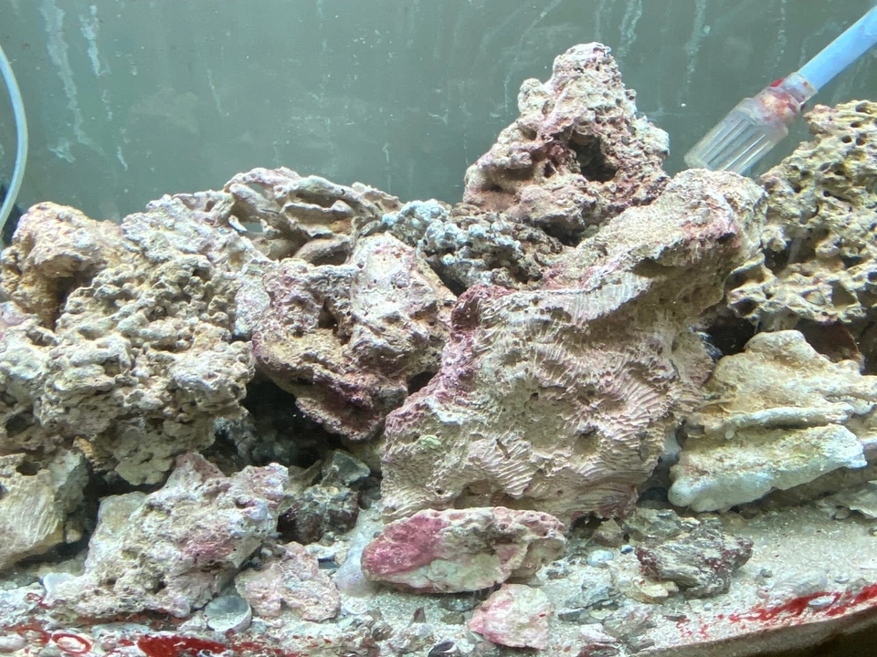 Rocce vive per acquario marino mature  - Immagine 2 di 4