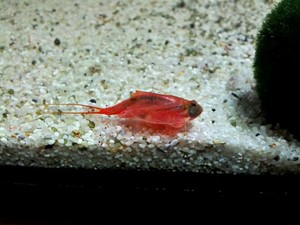 Triops Cancriformis - Beni-kabuto ebi albino con 50 huevos incl. alimento -...