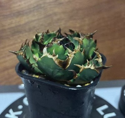 Pot 8cm Rare Cacti plant Agave titanota Cupid WYSIWYG Boutique Decor Garden Sale