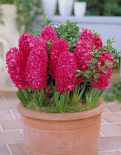 4 - JAN BOS HYACINTH Flower Bulbs - A Vibrant Bold Color