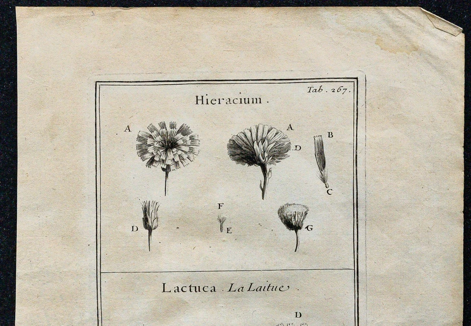 1719 - Épervière & Laitue - Gravure ancienne de Botanique (Tournefort), fleurs - Photo 2/3