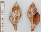 Collectible shell BUCCINS, FASCIOLARIA FILAMENTOSA (130mm), superb