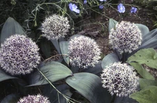 Allium Karataviense seed