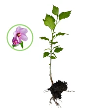 2 Rose Of Sharon Hibiscus Organic Live Plant w/Roots Transplant Starter Bush 1FT