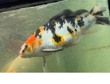 10 Inch Butterfly Showa Kohaku  Koi, Kuronuma Black Swamp Koi Farms