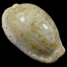 CYPRAEA (Naria) EROSA (Olango Isl., Philippines) 35.2mm #47127