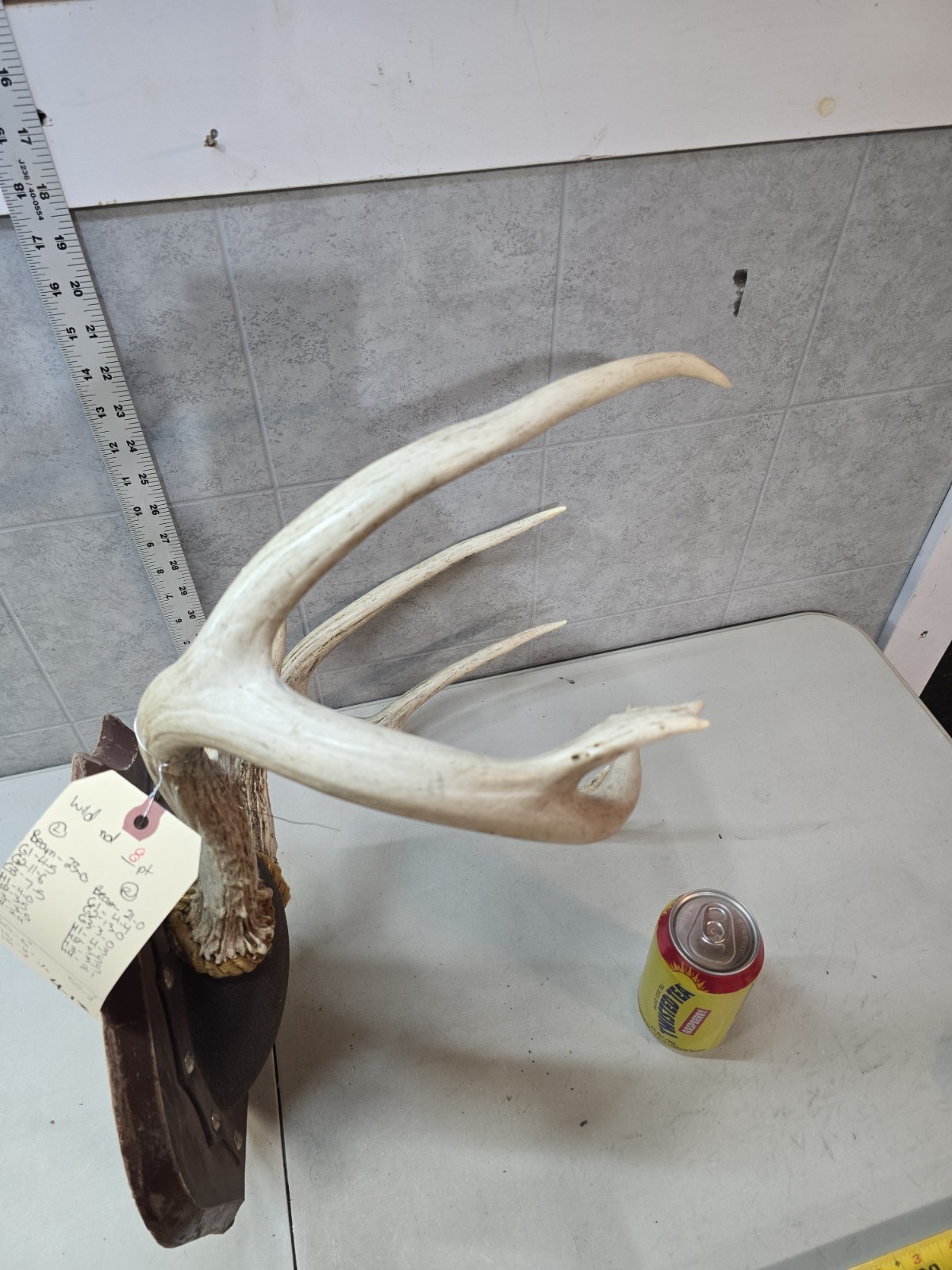 Wild 8 Point 131-2" Whitetail Deer Antler Rack Horn Skull Plate Decor Man Cave
