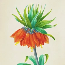 Orenco Originals Redoute Fritillaria Flower Counted Cross Stitch Pattern