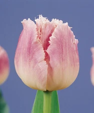 Dallas Fringed Tulip - 10 bulbs