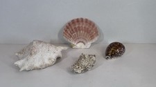 Dekorative Muschelsammlung – 4 schöne Stücke, teils poliert