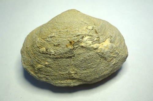 Fossil Bivalve 8 x 6 X 4 CM Good Condition - Picture 3 of 3