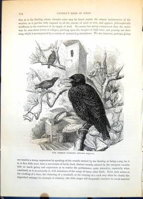 Alter Gemeiner Star Sturnus vulgaris Gruppe Garten Baum Blüte um 1874 Viktorianisch