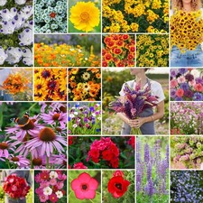 Southeast Wildflower Seed Mix, 1 lb, Attracts Pollinators, Zones 310 64.05 per gallon