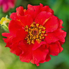350x Geum Mrs J Bradshaw’ Seeds – Vibrant Scarlet Perennial