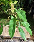 Philodendron mexicanum Plant in 5" Pot 16" Tall 28" Wide — photo 8