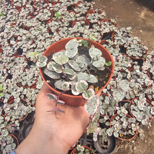 Varieties String of Heart – Live Plant in 4" Pot