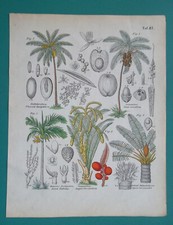 PIANTE TROPICALI Sago & Date & Betel Noce Palme Cocco - 1845 Stampa COLORE