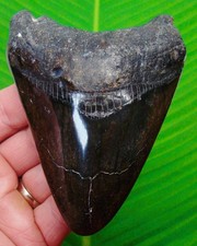 4.40 "  Megalodon Shark Tooth Real Fossil NO RESTORATIONS Sharks Teeth