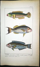 1834,P.L.OUDART ORIGINAL ENGR. FINE ANTiQUE WATERCOLOURING ON RARE FISHES Y18