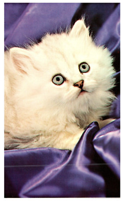 White Cat sitting on Purple Satin Adorable Close Up Vintage Postcard-K2-169