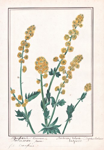 Wintercress Flower Botany Watercolor Drawing 1830