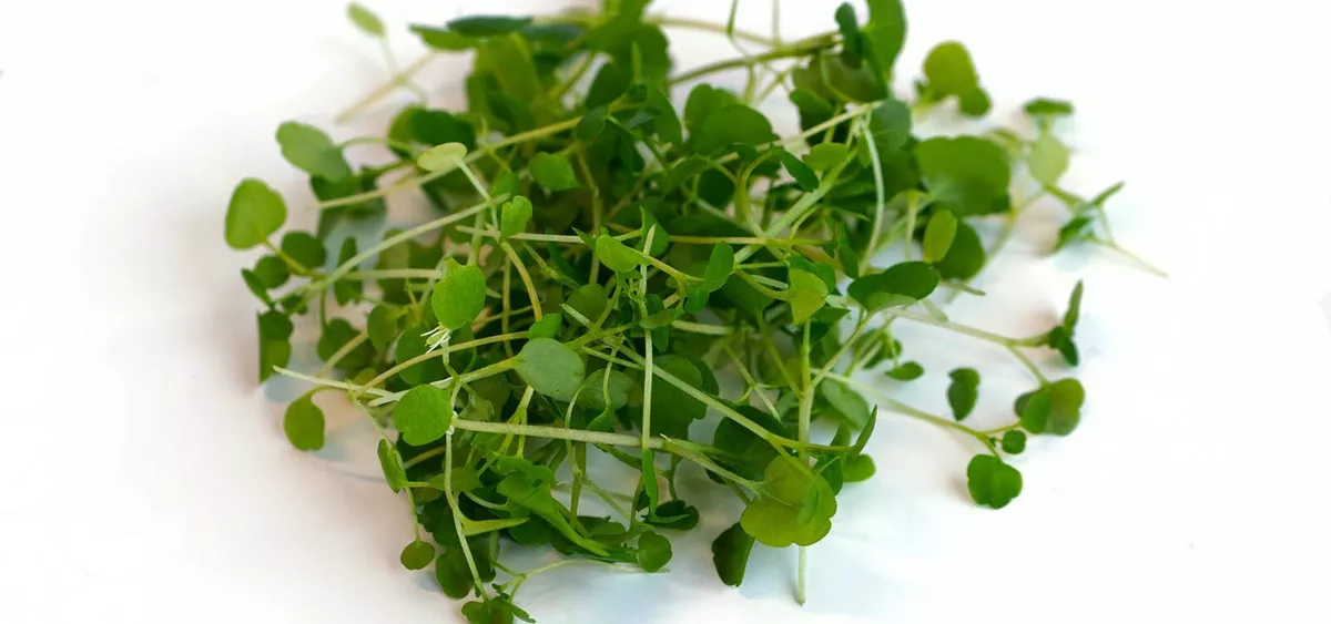 Cress Seeds - Watercress