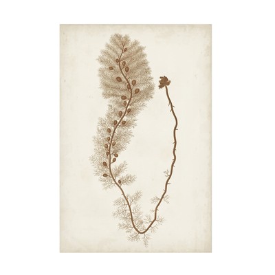 'Sepia Seaweed III' Canvas Art by Vision Studio