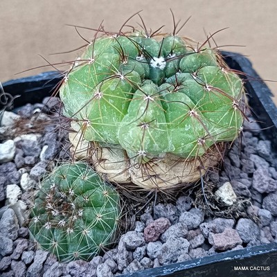 A9437 NOTOCACTUS OTTONIS pot7-H5-W7 cm MaMa Cactus