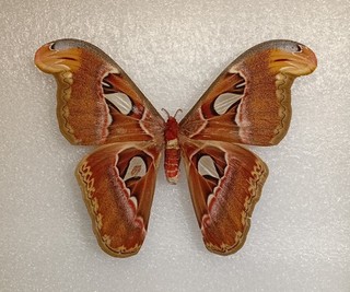 Attacus atlas Set Specimen A2 Entomology Framing Taxidermy Giant Atlas Moth