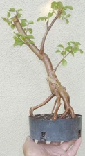 Crape Myrtle Pre Bonsai Dwarf Shohin Nice Movement Trunk Flowers Lagerstroemia