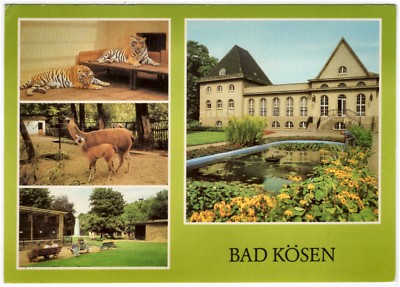 AK Tierpark Bad Kösen / Tiger, Lama mit Jungem, Gehege, Badehaus (Zoo)