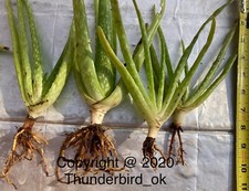2+ Aloe Vera Live Organically Grown Barbadensis Bare Root Plants