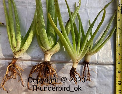 2+ Aloe Vera Live Organically Grown Barbadensis Bare Root Plants 8-12 