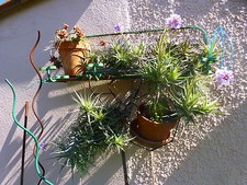 Plants Airlines ohne Erde