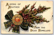 Antique Great Britain Postcard A Sprig of Heather Scotland 1911