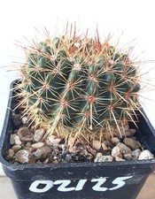 Notocactus roseoluteus