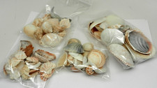 13 oz Lot Seashells calico scallops kitten paw cockles snail helmet bonnet Shell