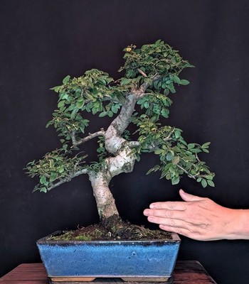 BONSAI CHINESISCHE ULME ULMUS PARVIFOLIA INDOOR BAUM PFLEGELEICHT !!!
