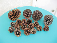 18 angielskich stożków jodłowych do dekoracji