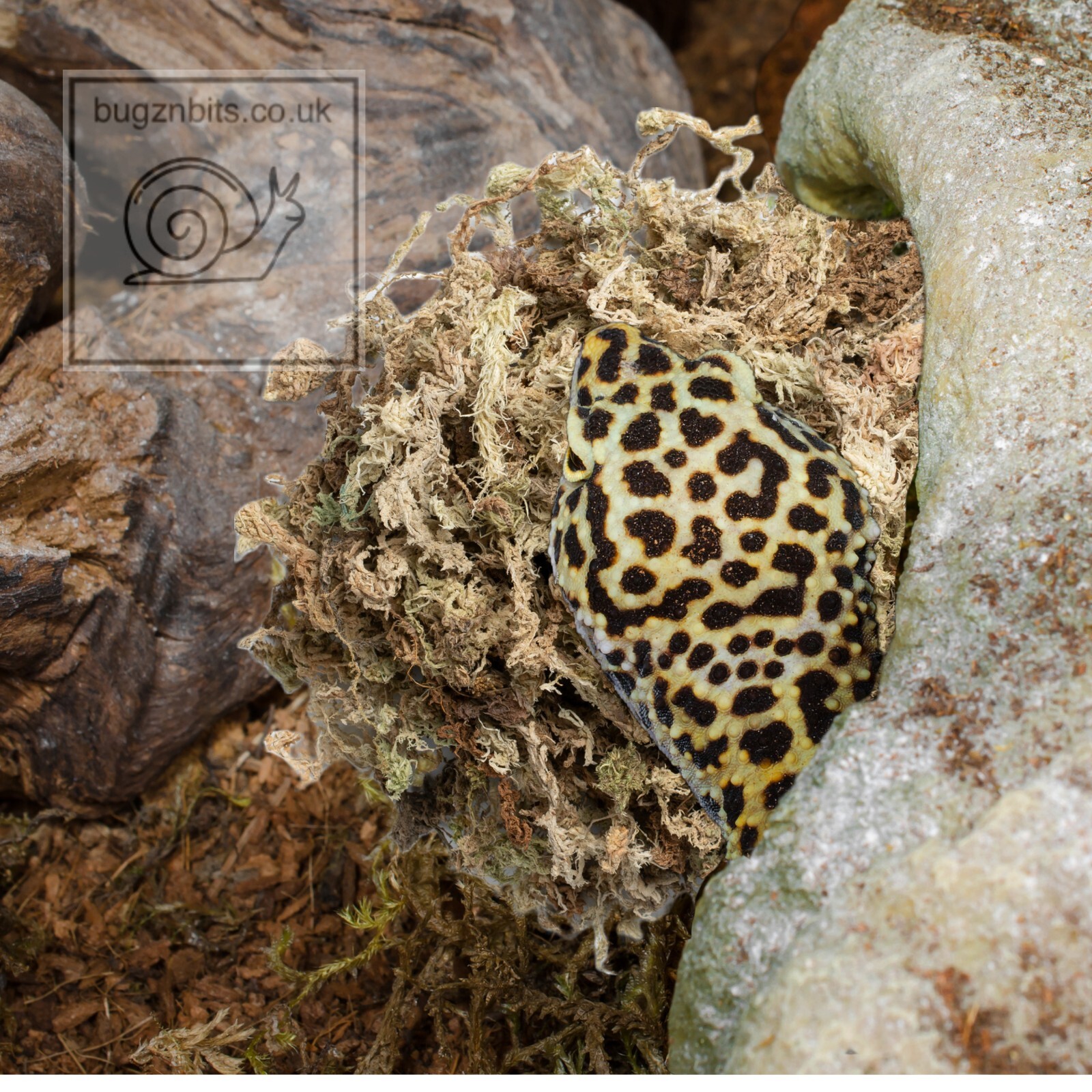 Sphagnum Moss, New Zealand Dry block, 2L Orchid, Snails, Reptile