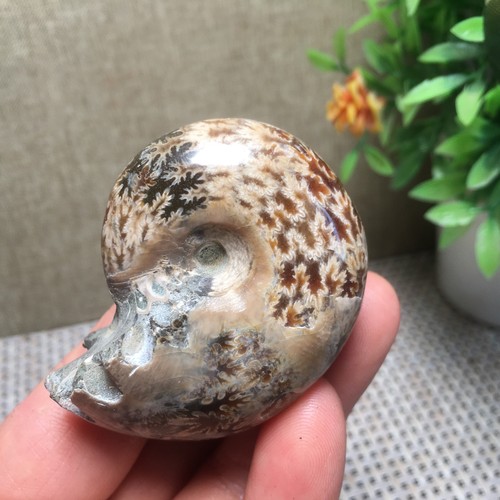 65g Natural polishing conch specimens of Madagascar pd2776 - Picture 2 of 9