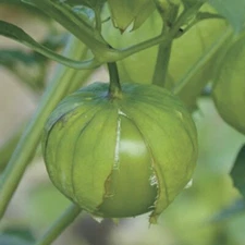 50 + Tomatillo Seeds | Grande Rio Verde | NON-GMO | Heirloom | 
