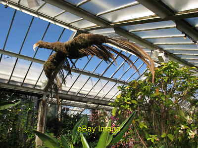 #ad #ad Photo 6x4 Kew Gardens orchid festival model of condor Brentford In the e c2019 GBP 2.00