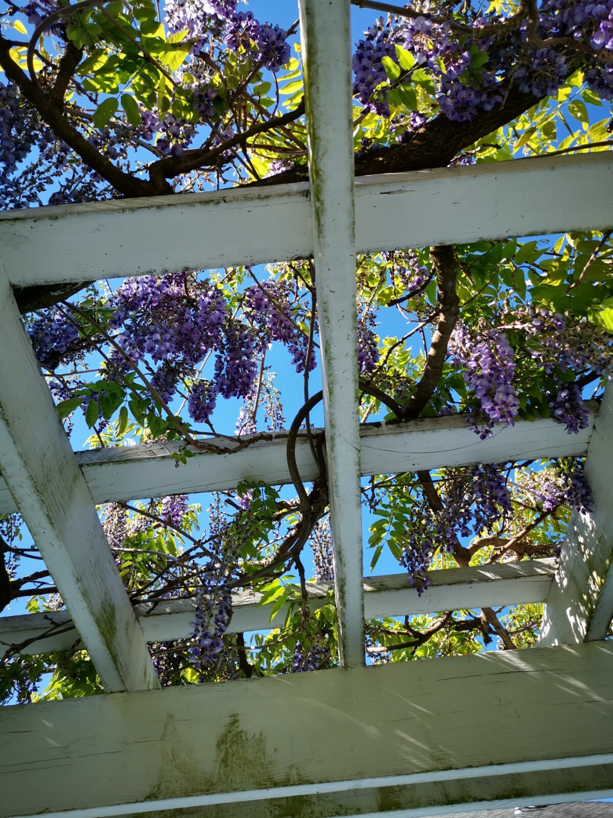 ebay yard garden outdoor living on Lkjvycuq Zy1m