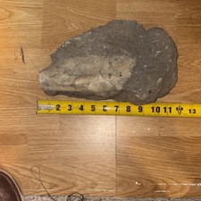 Fossil Unknown Species