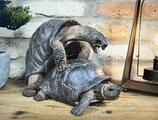 Happy Tortoise Ornament Animal Sculpture Lovers Figurine Funny Home Decor Gift