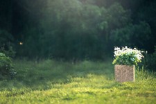 Green Lawn Forest Flowers Backdrop Natural Scenery Background Photo Studio Props