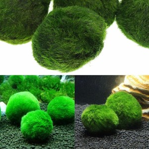 Tank Cladophora Ornament Aquariums Decor Live Plant Marimo Moss